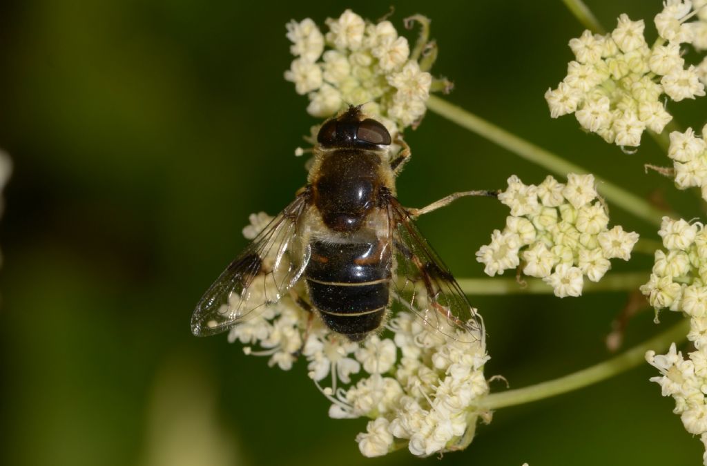 Eristalis alpina ? Eristalis cfr. alpina, femmina